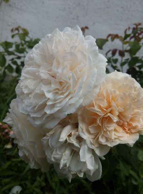 18 iulie 2018 - Rose de Tolbiac