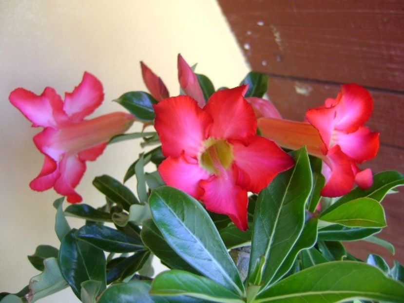 Adenium obesum - Caudiciforme si bulbi 2018