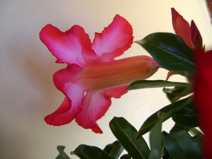 Adenium obesum - Caudiciforme si bulbi 2018