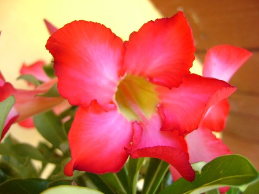 Adenium obesum - Caudiciforme si bulbi 2018
