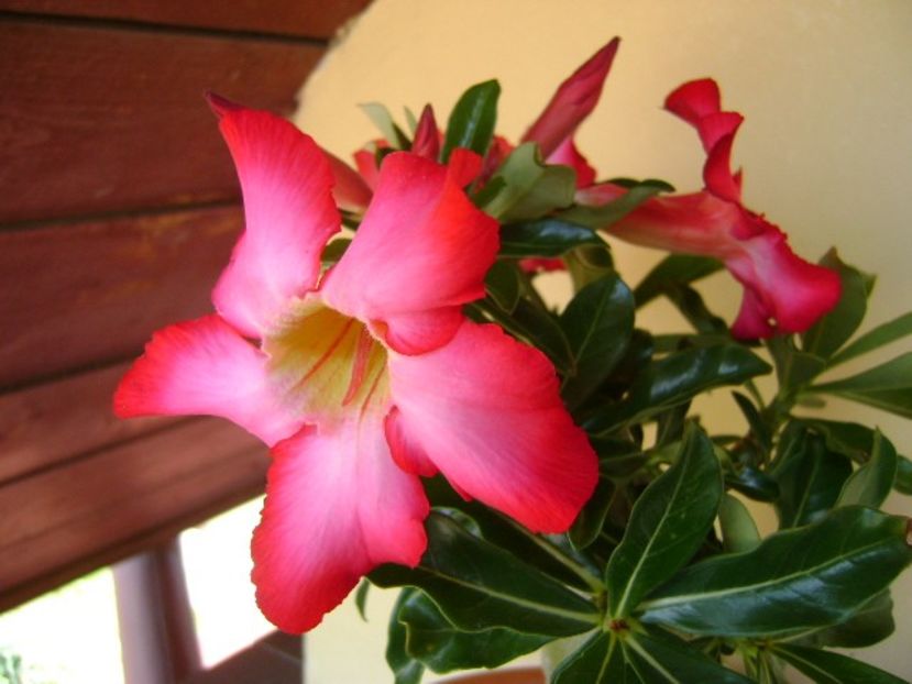 Adenium obesum - Caudiciforme si bulbi 2018
