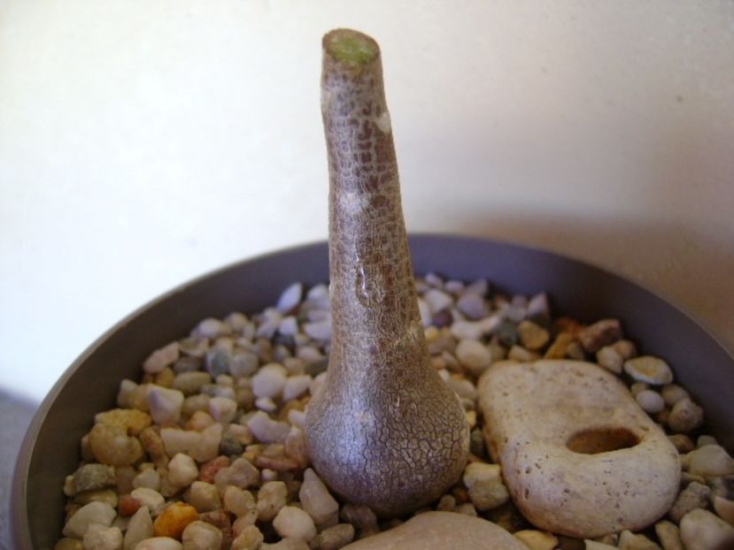 Othonna triplinervia - Caudiciforme si bulbi 2018