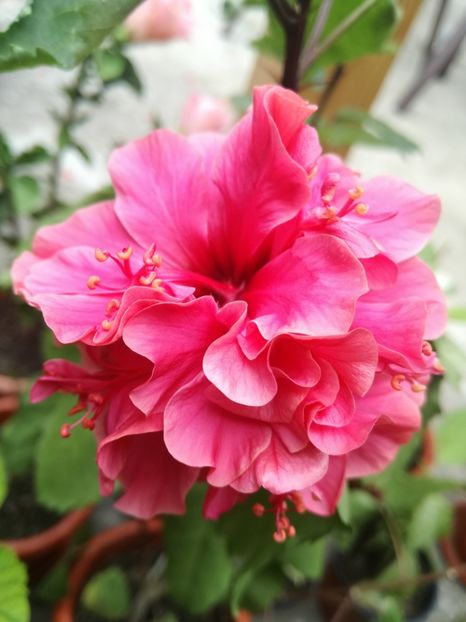  - Hibiscus