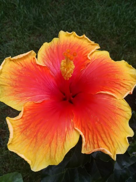  - Hibiscus