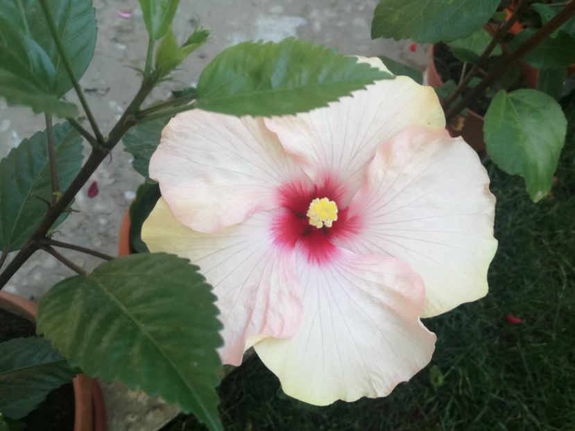  - Hibiscus