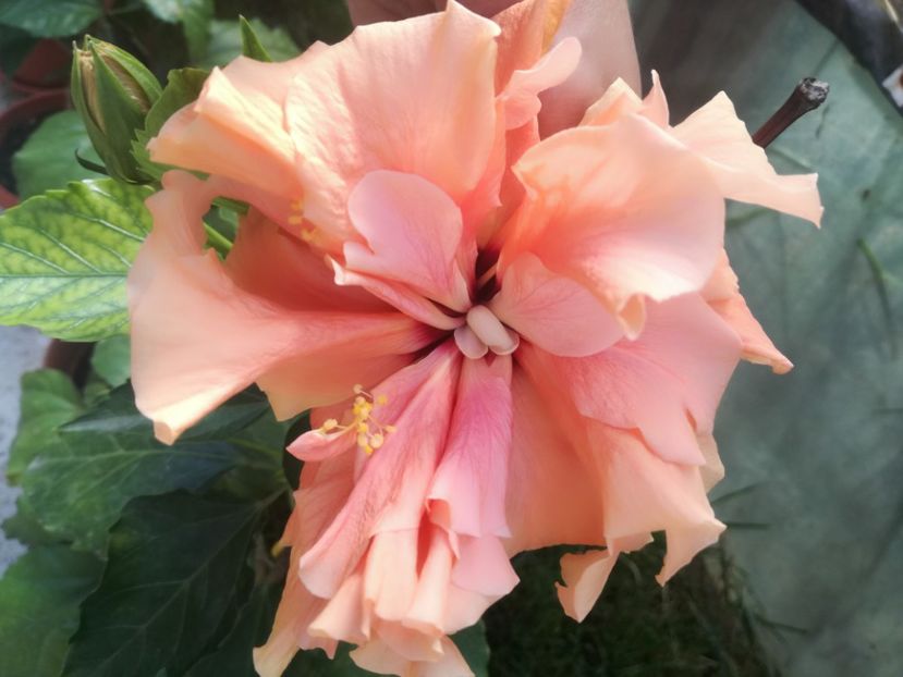  - Hibiscus