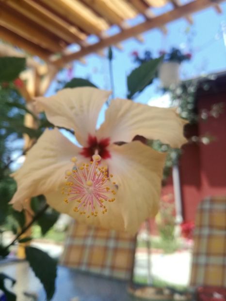  - Hibiscus