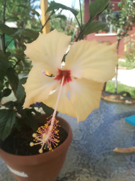  - Hibiscus