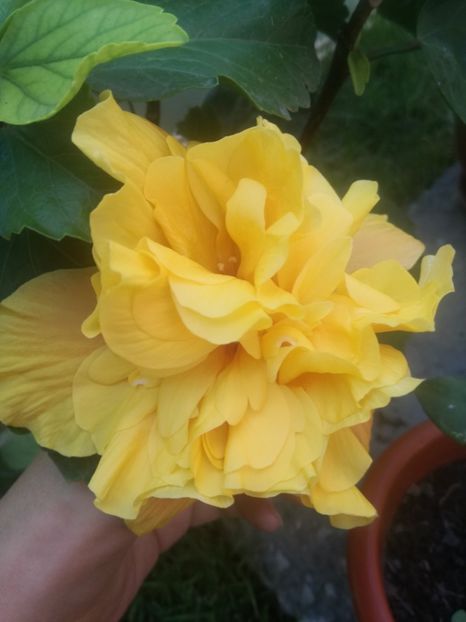  - Hibiscus