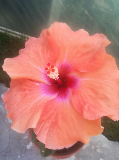  - Hibiscus