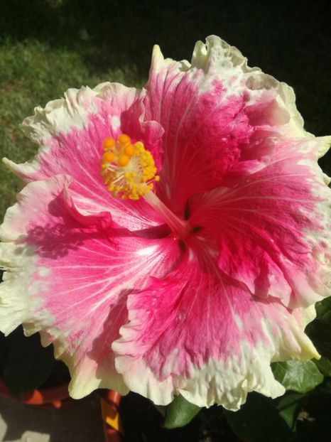  - Hibiscus