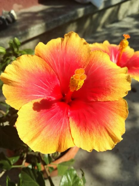  - Hibiscus