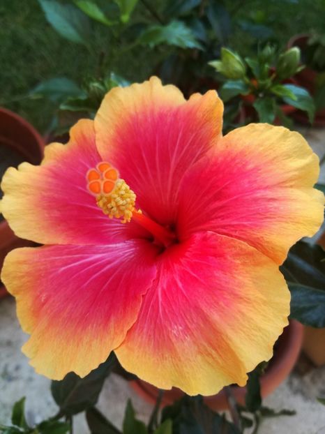  - Hibiscus
