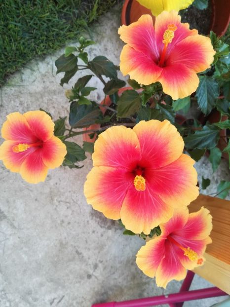  - Hibiscus