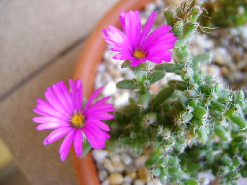 Trichodiadema bulbosum - Suculente 2018