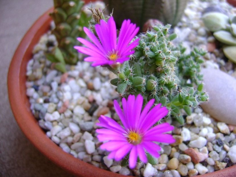 Trichodiadema bulbosum - Suculente 2018