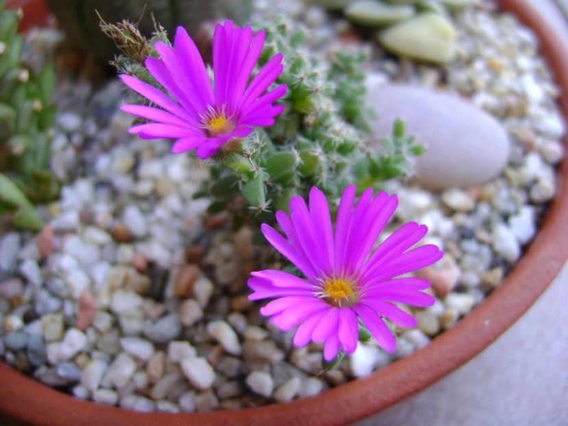 Trichodiadema bulbosum - Suculente 2018