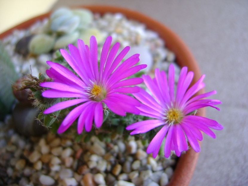 Trichodiadema bulbosum - Suculente 2018