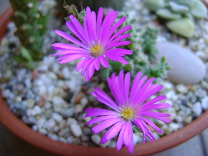 Trichodiadema bulbosum - Suculente 2018