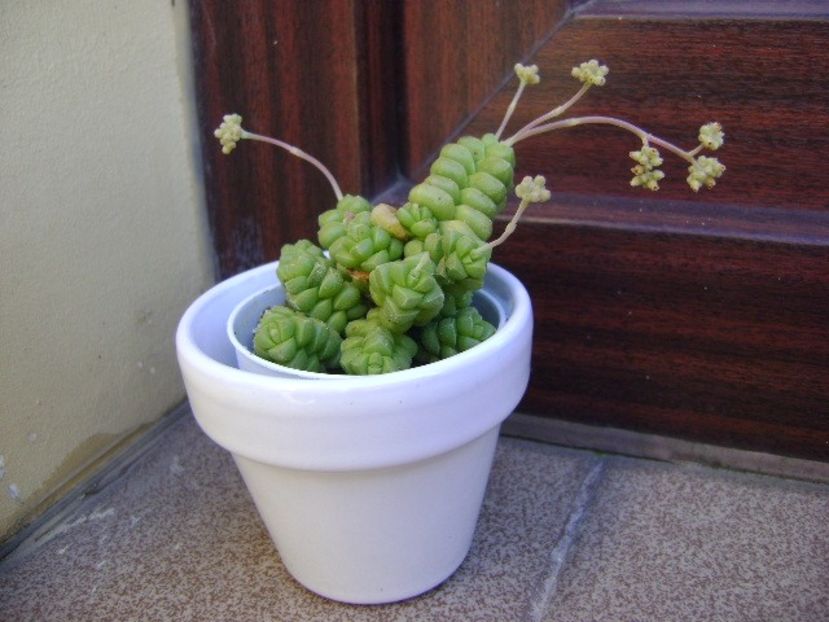 Crassula marchandii - Suculente 2018