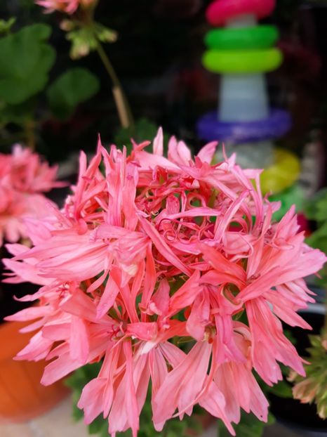  - Graffiti double salmon