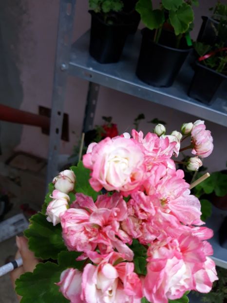  - Appleblossum fishers