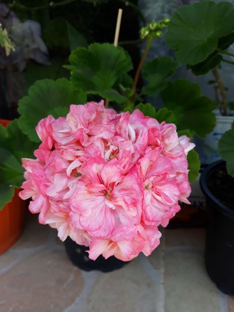  - Appleblossum fishers