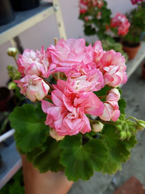  - Appleblossum fishers