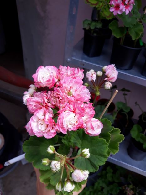  - Appleblossum fishers