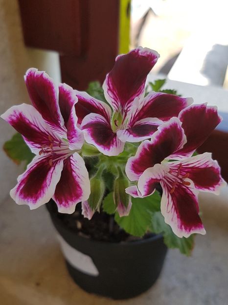 Imperial - Muscate 2018