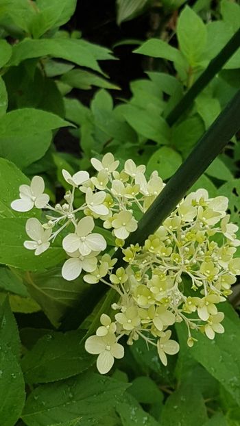 O hortensie neidentificata - Iulie 2018