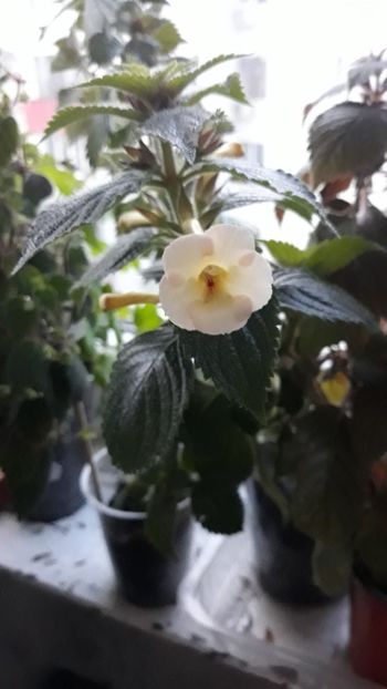 2018 - R19 - Blueberry Lemon - renuntat