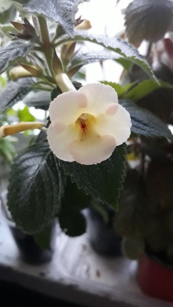  - R19 - Blueberry Lemon - renuntat