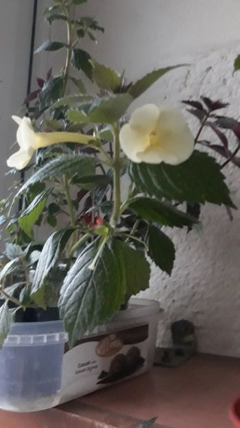 2018 - Himalayan Angel