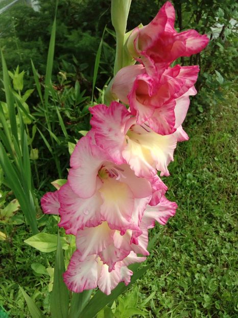  - AAAA_GLADIOLE 2015_2017_2018_2019