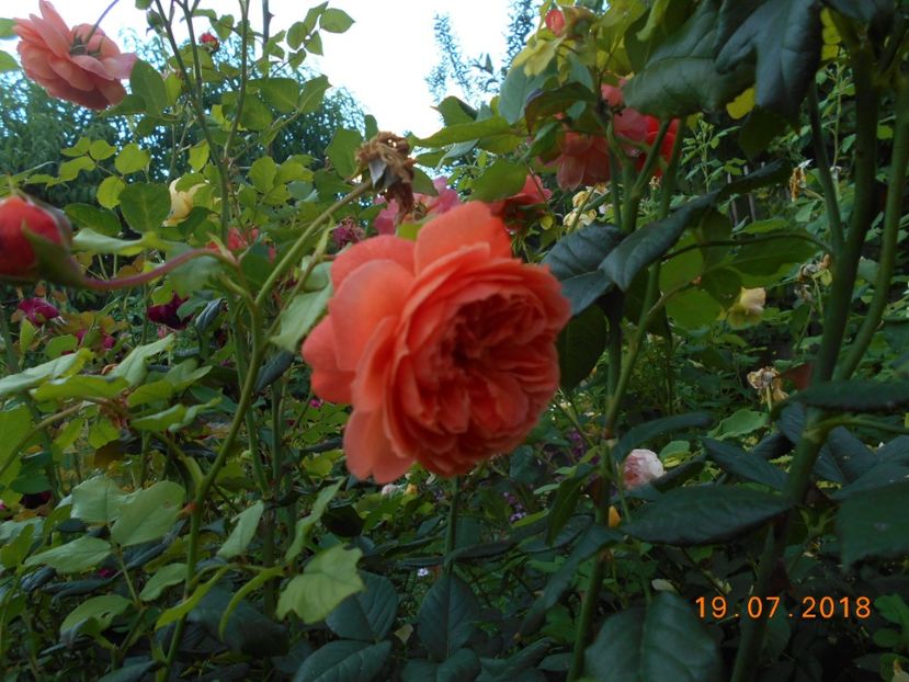 19.07.2018 - Summer Song