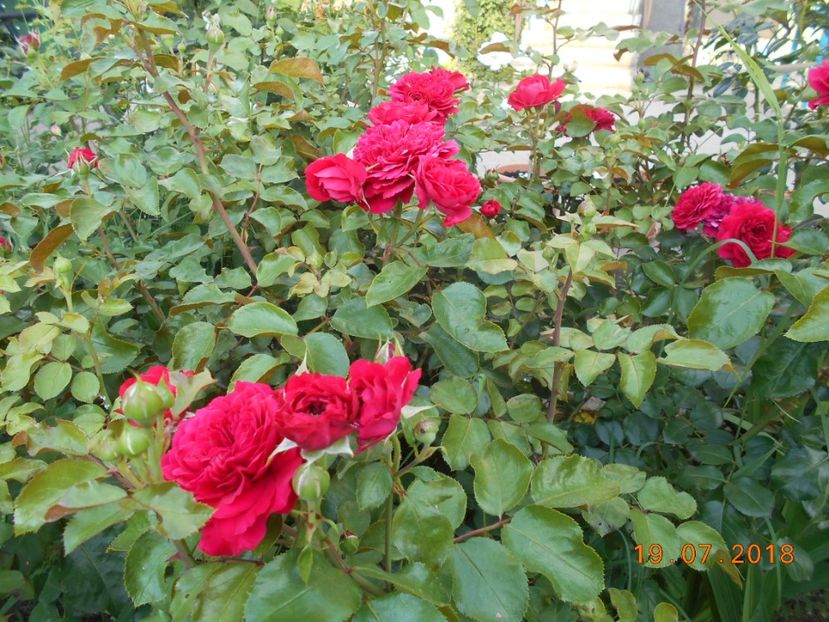  - Red Leonardo Da Vinci