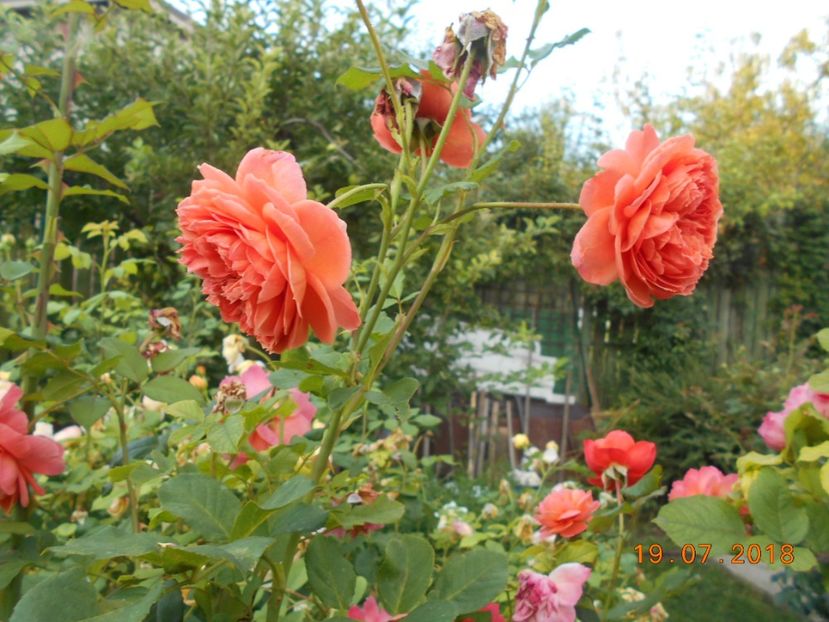 19.07.2018 - Summer Song