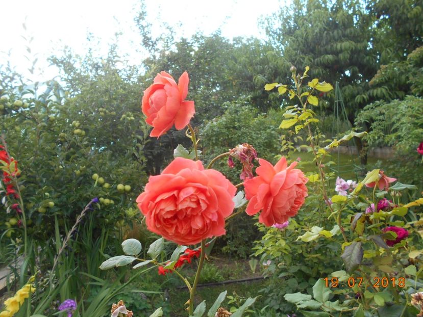 19.07.2018 - Summer Song