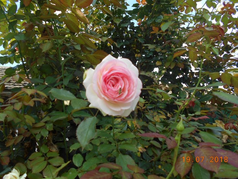 19.07.2018 - Eden Rose