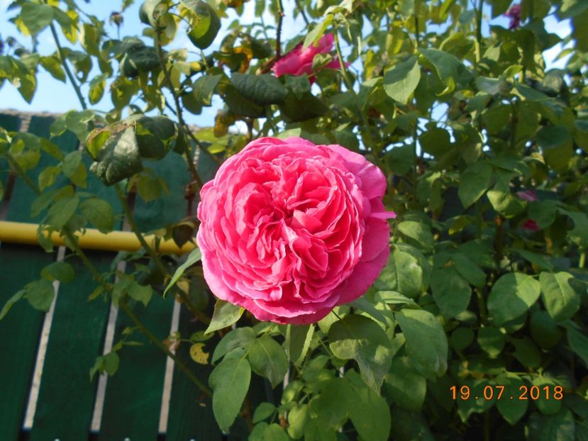  - Madame Isaac Pereire