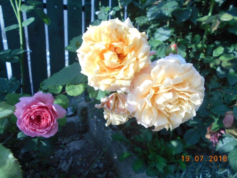 - 3Trandafiri 2018