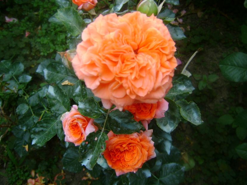  - Orangerie floribunda Kordes 2018-2019