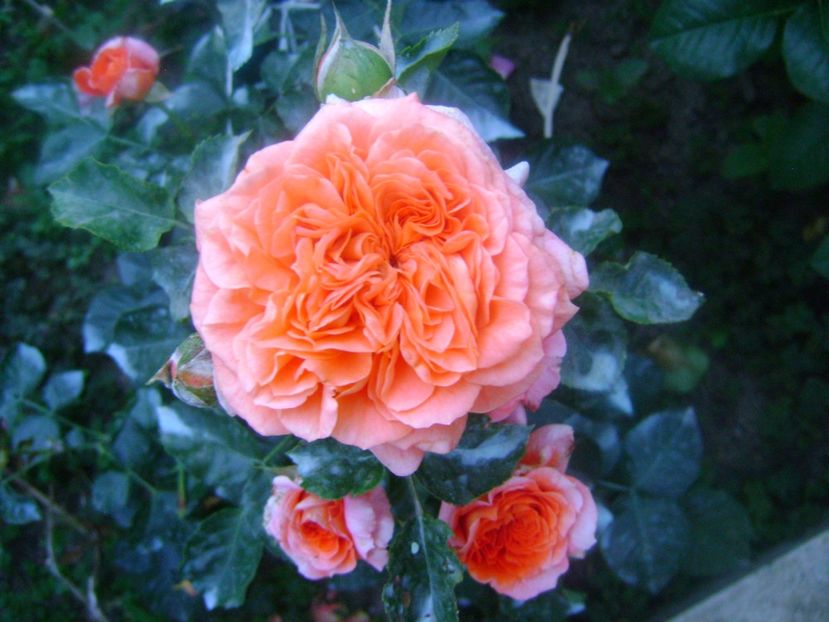  - Orangerie floribunda Kordes 2018-2019