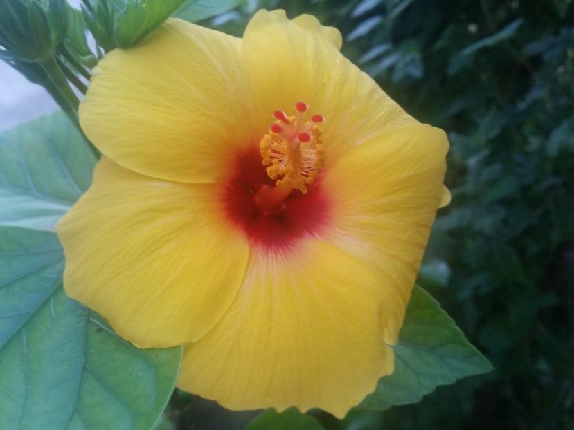  - Hibiscus 2018