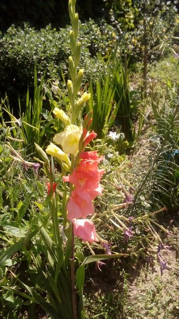  - -Canal YouTube-Flori