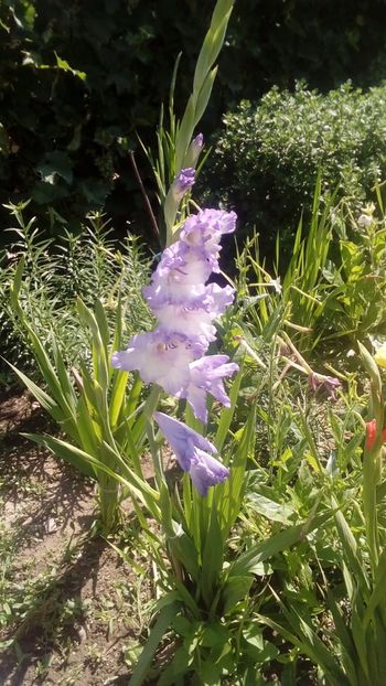  - -Canal YouTube-Flori