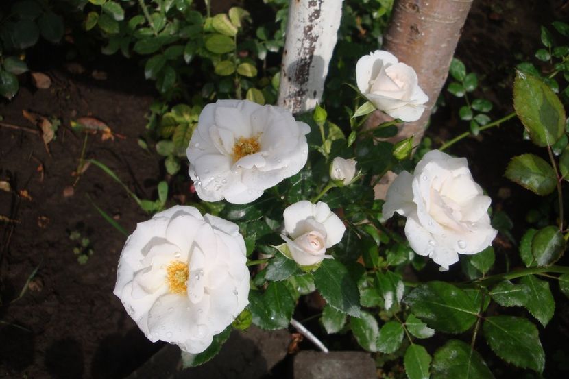  - Aspirin Rose