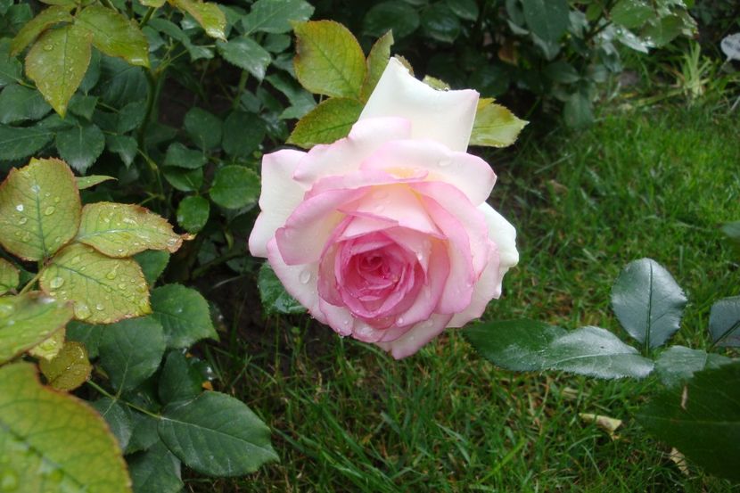  - Biedermeier Garden