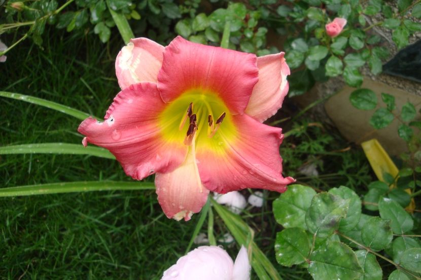 Final Touch - Hemerocallis